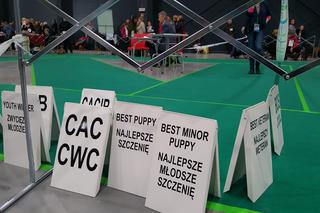 Międzynarodowa Wystawa Psów Rasowych w Bydgoszczy