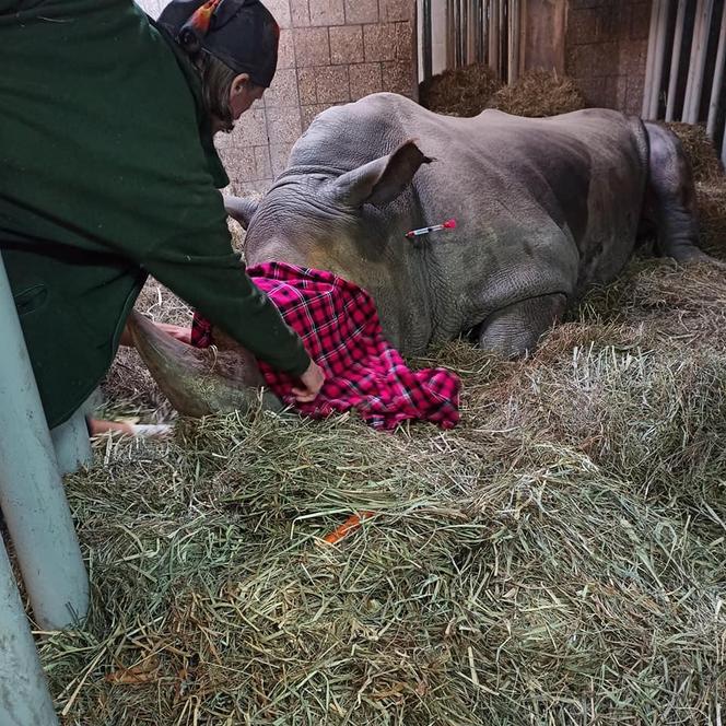 Niepokojące informacje z poznańskiego zoo. "Rokowania są niedobre...". Nosorożec Diuna poważnie chora