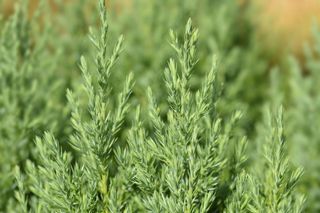 Jałowiec chiński 'Stricta'