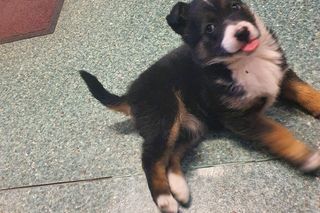 Porzucony szczeniak piszczał w lesie. Kierowca autobusu uratował go od śmierci!