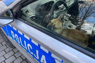 O buldog jeździł...radiowozem. Wcześniej pies błąkał się przy autostradzie A1 