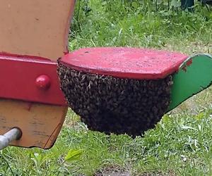 Dramatyczne chwile na placu zabaw w Gdańsku. Mama zauważyła rój pszczół! 