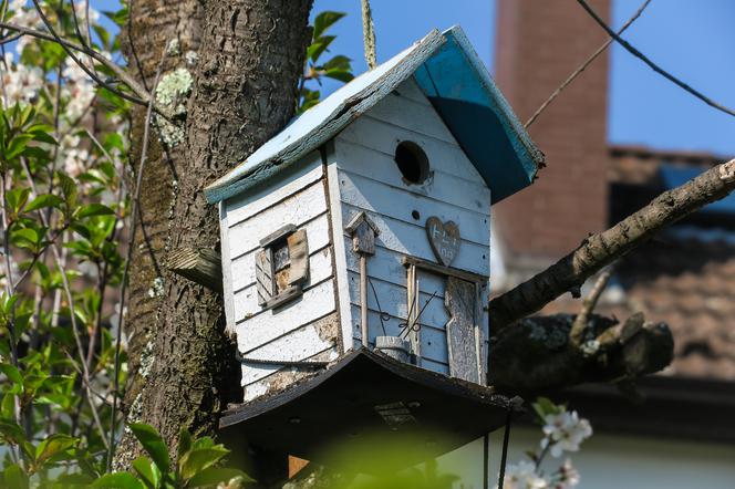 Gdańskie ZOO bierze udział w projekcie pn. „Akcja Karmnik”