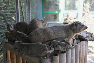 Góralki skalne w Warszawskim ZOO