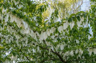 Drzewo chusteczkowe - dawidia chińska. Jak uprawiać i pielęgnować dawidię w ogrodzie