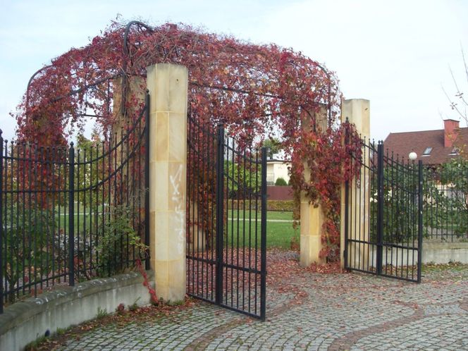 Pnącza w architekturze krajobrazu. Zastosowanie i gatunki pnączy do ogrodu