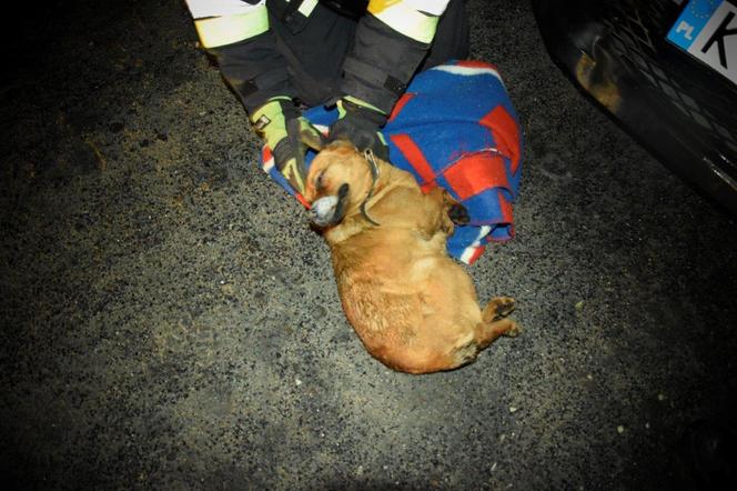 Pod Dabrową Tarnowską pies wpadł pod samochód. ZAKLINOWAŁ SIĘ w zderzaku
