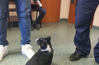 Porzucony szczeniak piszczał w lesie. Kierowca autobusu uratował go od śmierci!