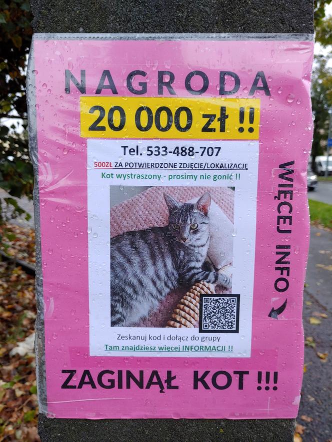 Zapłacą 20 000 zł za odnalezienie Tygrysa! Ich ukochanego pupila szuka pół Warszawy
