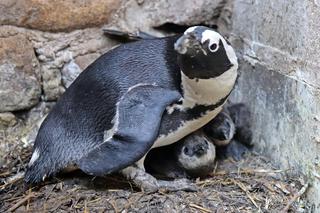 W gdańskim zoo wielkie świętowanie. Na świat przyszło 15 nowych zwierzaków