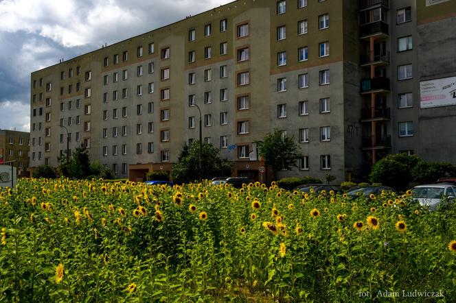 Łąki kwietne w Białymstoku. Mieszkańcy pokochali zastąpienie trawników kwiatami [ZDJĘCIA]