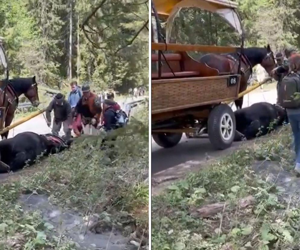  Koń upadł na trasie do Morskiego Oka. Został „pobudzony lekkim bodźcem”