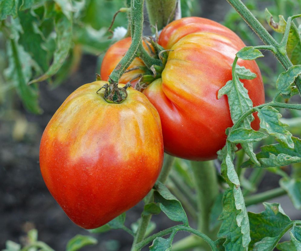 Uprawa pomidorów Bawole Serce krok po kroku