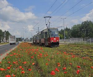 Kwietne łąki w Toruniu. MZK chwali się estetycznymi i ekologicznymi walorami