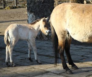  Warszawskie zoo ma nowego mieszkańca. To trzecie dziecko Primy i Larsa
