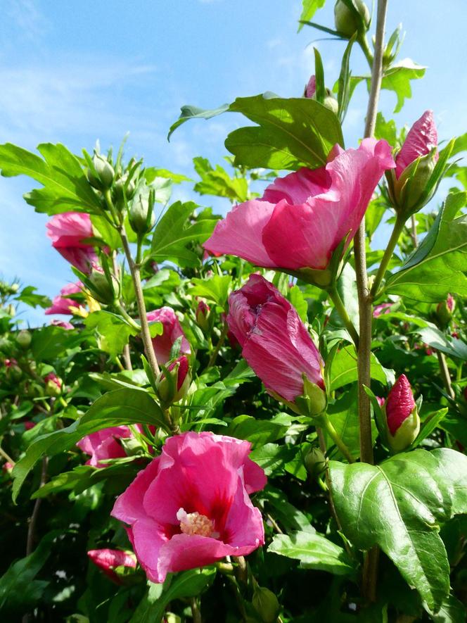 Ketmia syryjska 'Pink Giant'