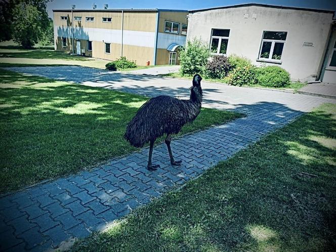 Prawdziwy emu na terenie szkoły pod Sulęcinem. Dzieci bały się wyjść na dwór [ZDJĘCIA].