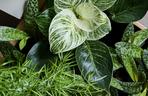 Kalatea 'Sanderiana'  (Calathea sanderiana)