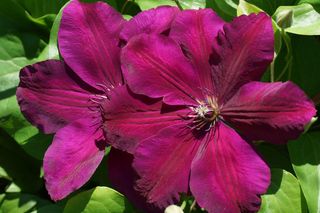 Jak przezimować tawułki i clematis uprawiane w donicach? 