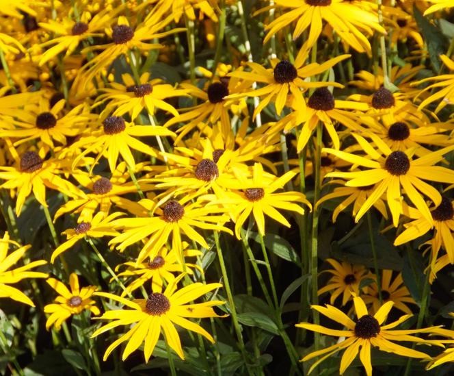 Rudbekia