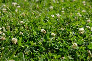 Trawnik z mikrokoniczyną - kiedy siać trawę z mikrokoniczyną? Czy mikrokoniczynę trzeba kosić?