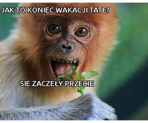 Memy na koniec wakacji