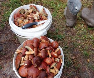 Prawdziwe skarby jesieni. Listopad to idealny czas na grzyby w Świętokrzyskiem? [Zdjęcia Waszych zbiorów]