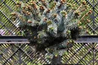 Świerk kłujący 'Montgomery' - Picea pungens 'Montgomery'