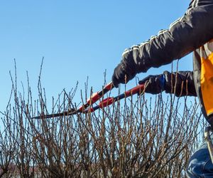 Cięcie krzewów i drzew ozdobnych