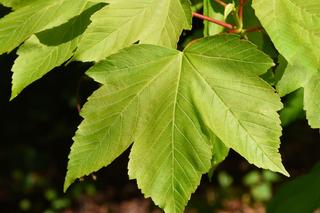 Klon jawor (Acer pseudoplatanus ) - charakterystyka, uprawa, pielęgnacja, zastosowanie