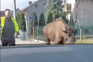 Sprytna żubrzyca na spacerze po Bojszowach Nowych. Wyszła z rezerwatu wyjściem dla jeleni