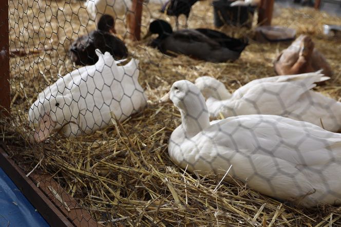 ZooPark ponownie przyciągnął do Targów Lublin tłumy miłośników zwierząt