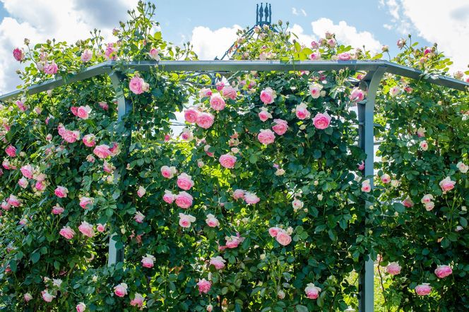 Róże pnące na podporach