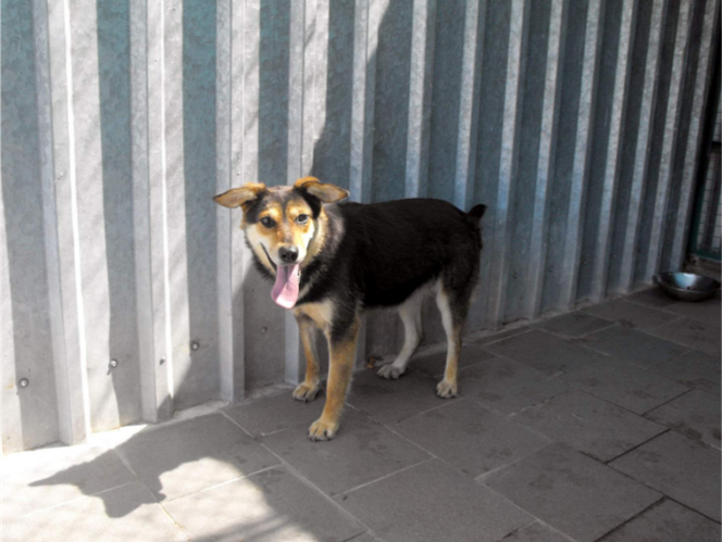 Psy z Radys już w Kędzierzynie-Koźlu! Możesz je adoptować