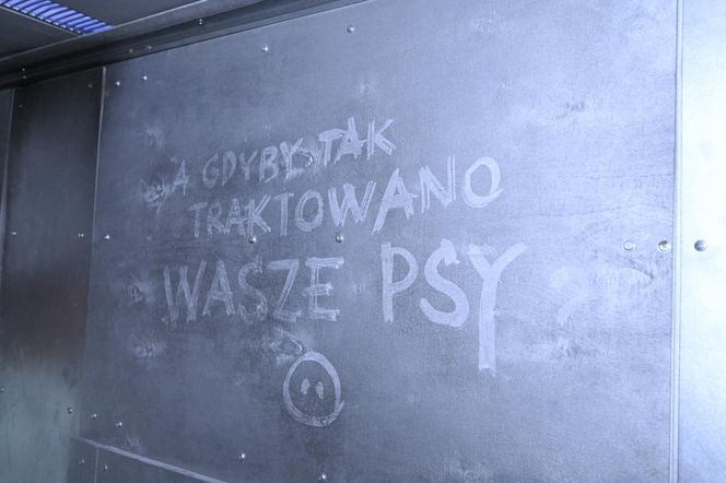 Reporterzy "Super Expressu" zamienili się w świnie. To pierwsze takie miejsce w Polsce. Nietypowy escape room w Warszawie