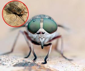 Bąki bydlęce atakują! Groźne i bolesne ukłucia. Jak poznać tego owada?