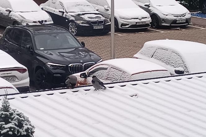 Pierwszy śnieg we Wrocławiu. Czy zima zaskoczyła kierowców? [ZDJĘCIA]