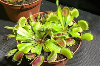 Krwiożercze rośliny opanowały katowicki Spodek! Trwa Festiwal Roślin Owadożernych [ZDJĘCIA, AUDIO]