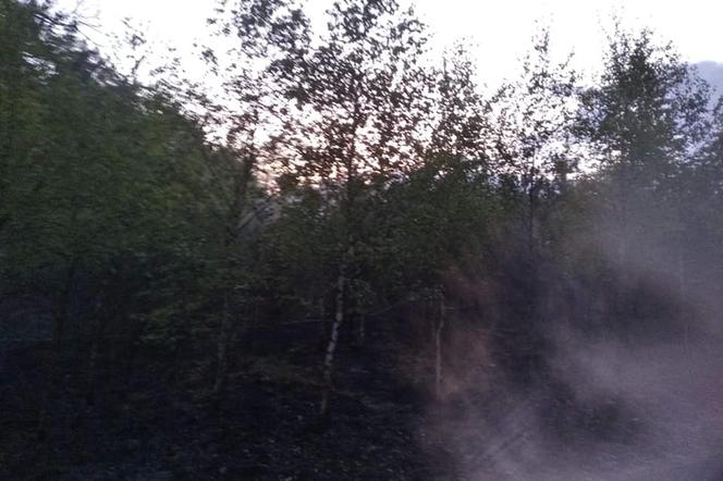Pożar lasu w Dąbrowie Wielkiej. Strażacy podejrzewają podpalenie [ZDJĘCIA]