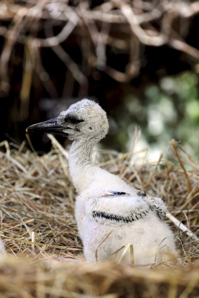 Cesarskie wyklucie bociana