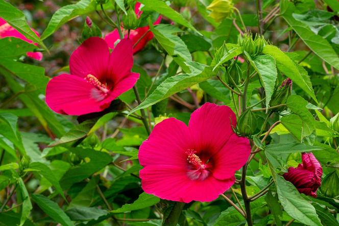 Hibiskus bagienny