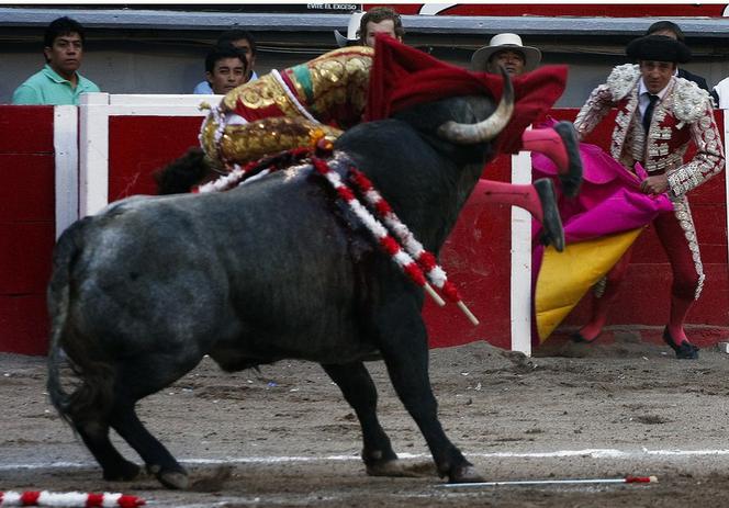 Jose Tomas matador ugodzony rogiem przez byka