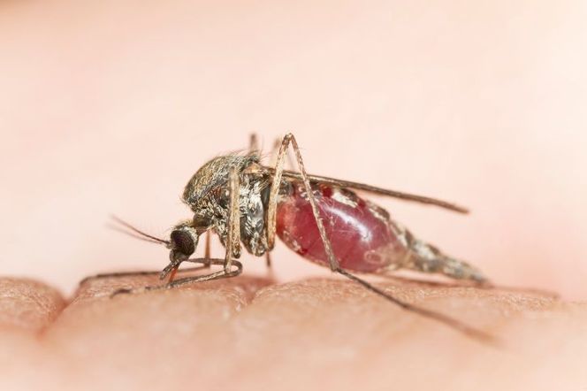 Sposoby na UKĄSZENIA KOMARÓW. Jak sobie radzić z ugryzieniem komara?