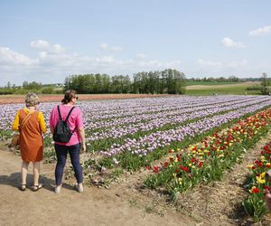 Świto Tulipanów 2025