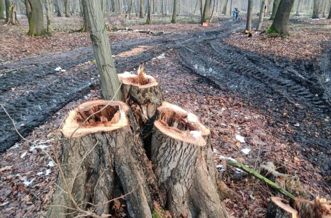 Drzewa w parku Zielona w Dąbrowie Górniczej zaatakował grzyb z Azji. Trwa wycinka