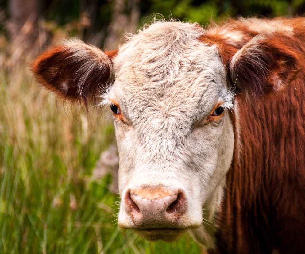 Młode byki uciekły z posesji w pow. lubartowskim