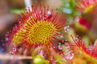 Drosera:  ozdobna roślina, która pomaga na kaszel