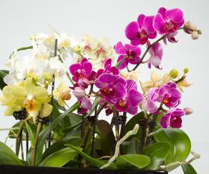 Phalaenopsis