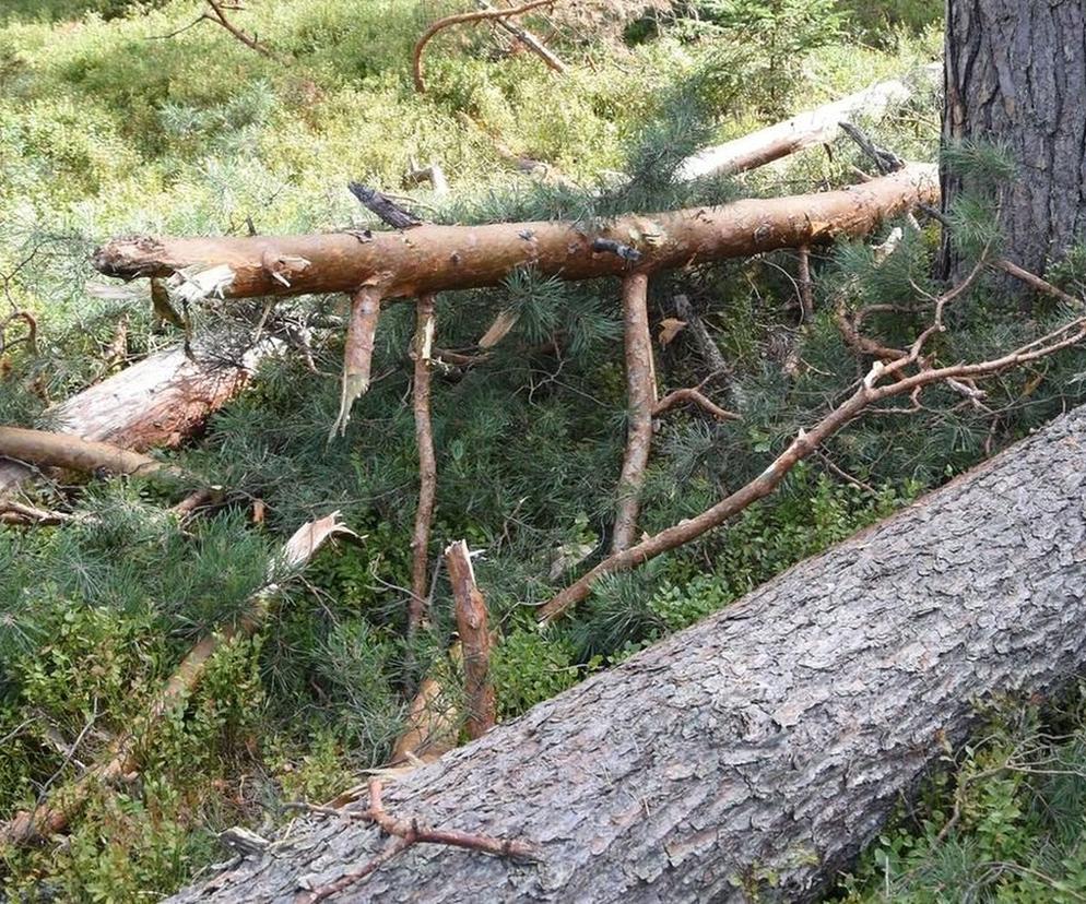 Bukownica: 62-latek zginął przygnieciony przez drzewo. Tragedia w lesie