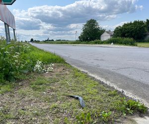 Tragiczny wypadek w Wojciechowie Kolonii Pierwszej. Nie żyje dwóch mężczyzn. Volvo uderzyło w szambiarkę